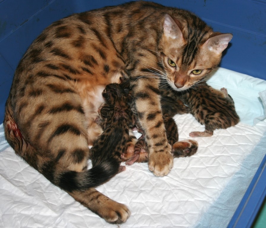 новорожденные котята бенгальской кошки
